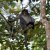 Borneon gibbon