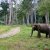 The sanctuary where wild elephants roam